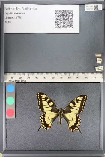 Media type: image;   Entomology 137175